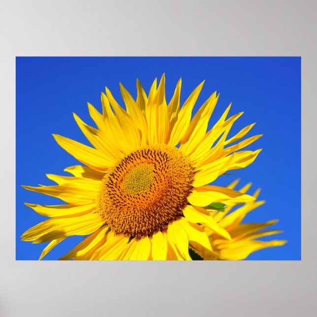 Sun-Blume Poster (Vorne)