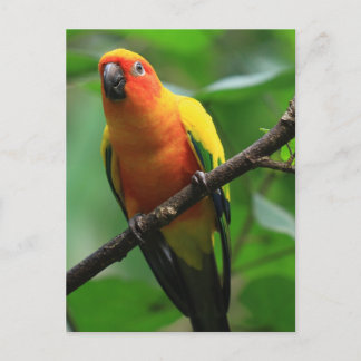 Sun Conure Bird Postkarte