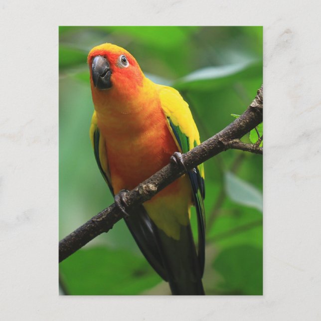 Sun Conure Bird Postkarte (Vorderseite)