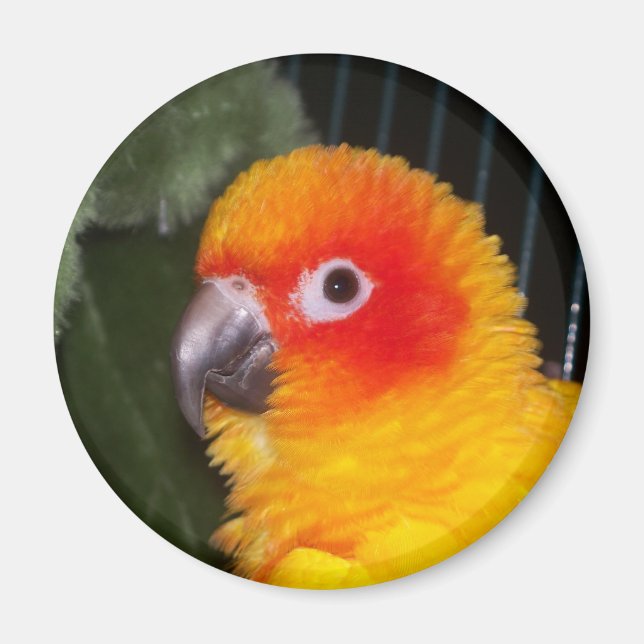 Sun Conure Magnet (Vorne)
