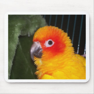 Sun Conure Mousepad
