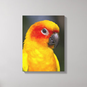 Sun Conure Parrot Wrapped Canvas Leinwanddruck
