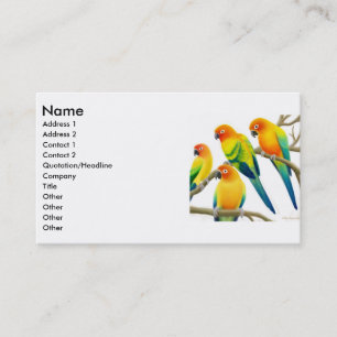 Sun Conure Parrots le carte de visite