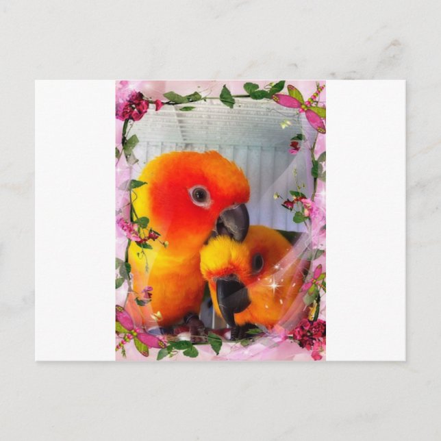 Sun Conure Postkarte (Vorderseite)