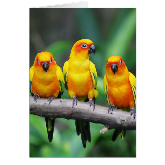 Sun Conures