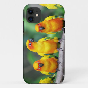 Sun Conures title_seo2