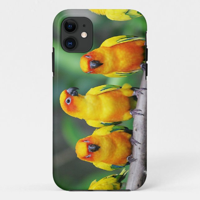 Sun Conures Case-Mate iPhone Hülle (Rückseite)