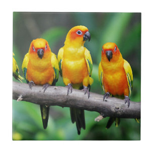 Sun Conures Fliese