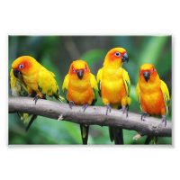 Sun Conures