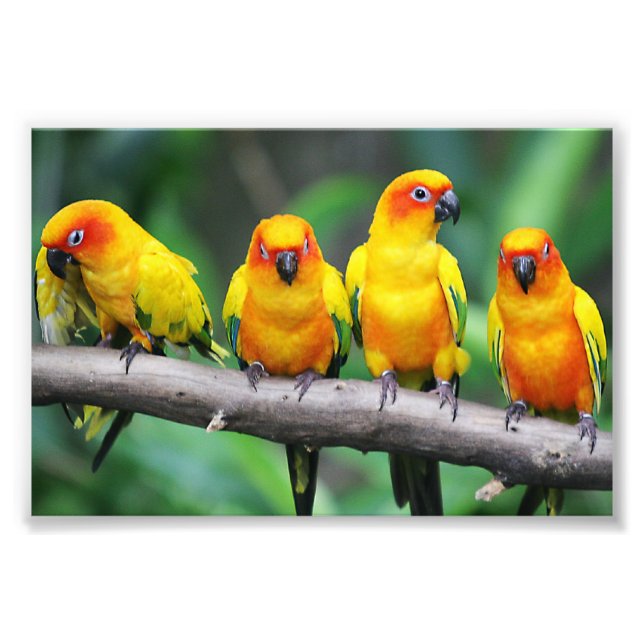 Sun Conures Fotodruck (Vorne)
