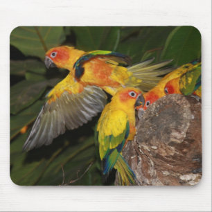 Sun Conures Mousepad