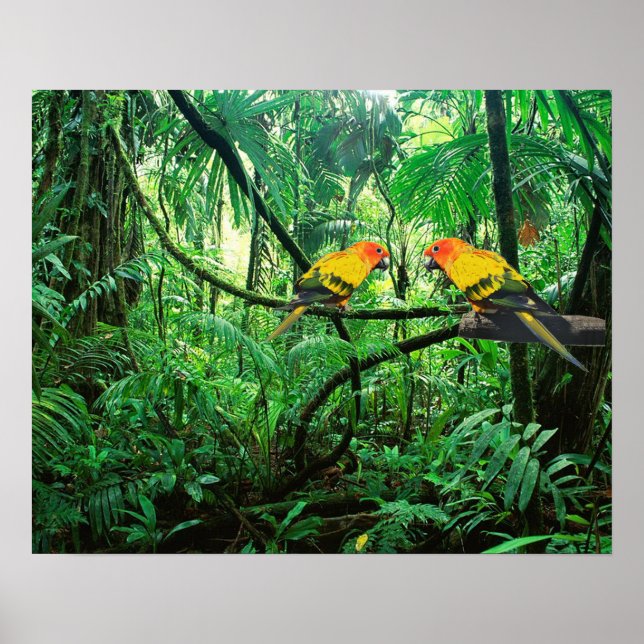 Sun Conures Poster (Vorne)