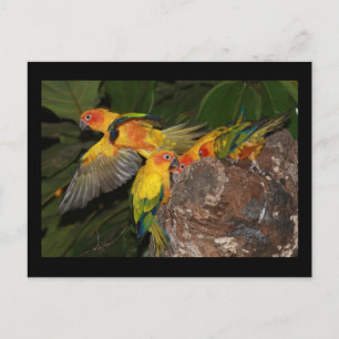 Sun Conures Postkarte