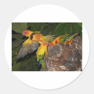 Sun Conures Runder Aufkleber