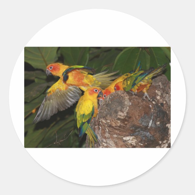 Sun Conures Runder Aufkleber (Vorderseite)