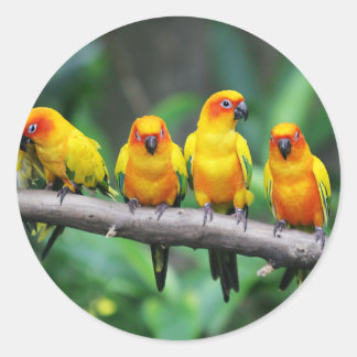 Sun Conures Runder Aufkleber