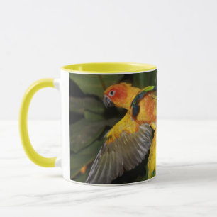 Sun Conures Tasse