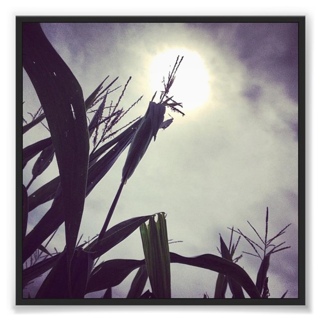 Sun-Corn Fotodruck (Vorne)
