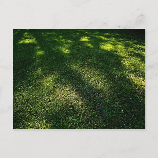 Sun Dappled Rasen Postkarte (Vorderseite)