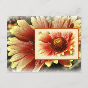 Sun Drenched Gaillardia Postkarte