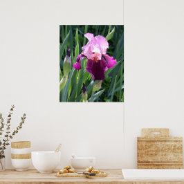 Sun-geküsste Pink-Iris-Blume Poster