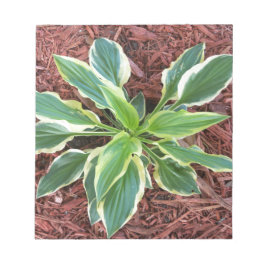 Sun Hosta Notizblock