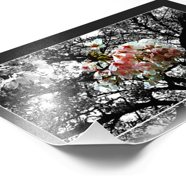 Sun Kissed Cherry Blüten Fotodruck (Ecke)
