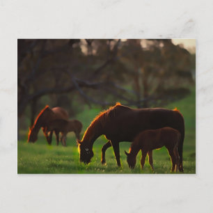 Sun küsste postkarte