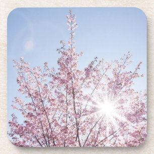 sun rays pass through pink flowers of a wow tree getränkeuntersetzer