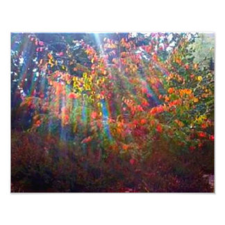 Sun Rays Print Fotodruck