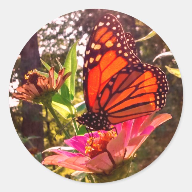 Sun Shining Thru Flügel des Monarchen Runder Aufkleber (Vorderseite)