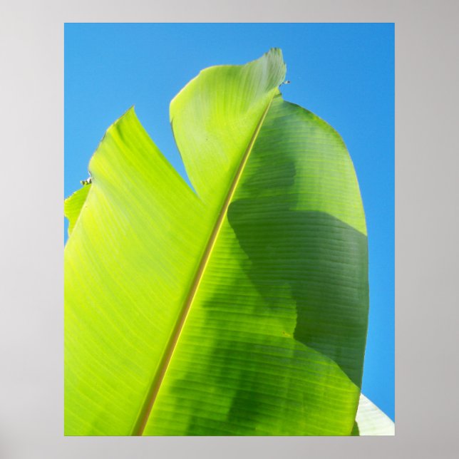 Sun-Suche Poster (Vorne)