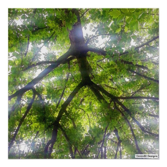 Sun Trees (Ohio) - Impression photo (Devant)