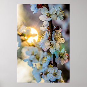 Sun und japanische Aprikosen-Blume Poster