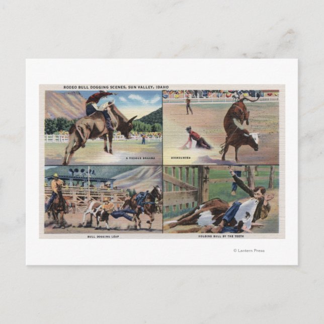 Sun Valley, IDRodeo Bull Dogging Scenes Postkarte (Vorderseite)