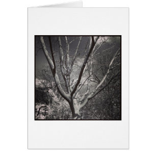 Sun Worshiping Tree