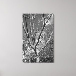 Sun-Wurzelbaum Leinwanddruck
