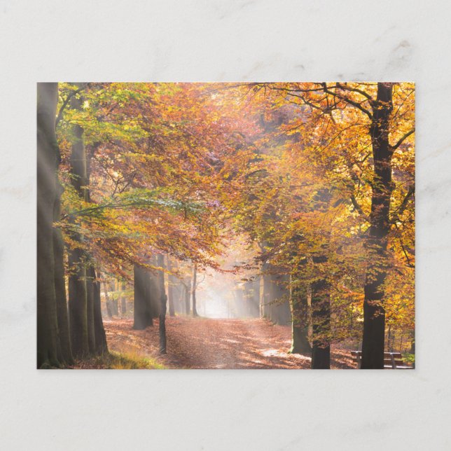 Sunbeams dans une forêt d'automne carte postale (Devant)