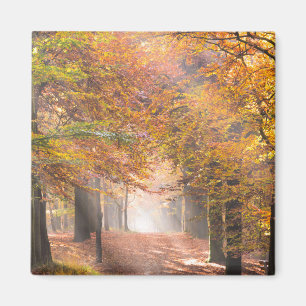 Sunbeams in einem Herbstwaldmagneten Magnet