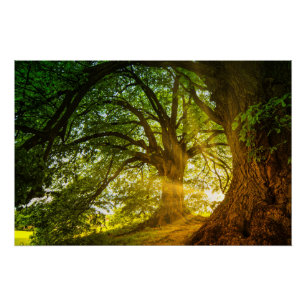 Sunbeams Poster