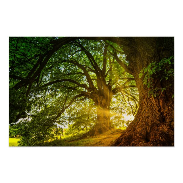 Sunbeams Poster (Vorderseite)