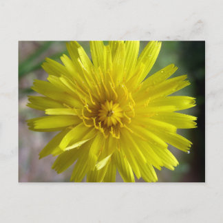 Sunburst Dew Postkarte