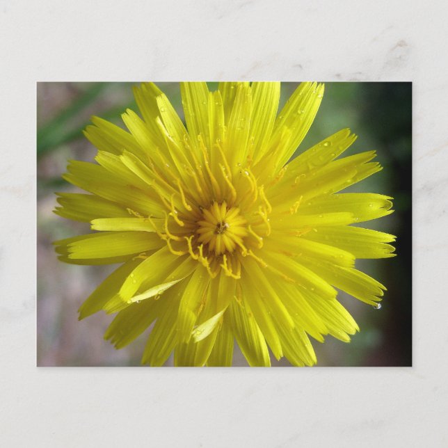 Sunburst Dew Postkarte (Vorderseite)