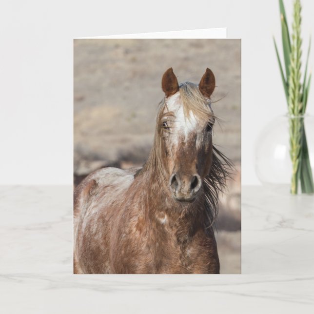 Sundance - Galloping to Freedom Greeting Card Karte (Vorderseite)