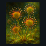 Sundew: Toxic Elegance Impressionist Art Poster<br><div class="desc">A masterfully rendered impressionist painting of the carnivorous Sundew, part of the 'Toxic Elegance' collection. This piece captures the delicate yet deadly tentacles of the Drosera, each tipped with a glistening, mucilaginous droplet that glows with a pervasive, golden luminescence. The deep, verdant background utilizes chiaroscuro to create profound psychological depth,...</div>