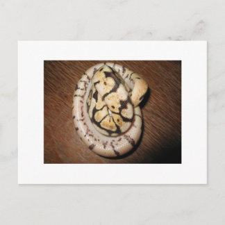 Sundin Ball Pythons Postkarte