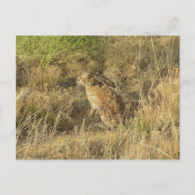 Sundown Jackrabbit Postkarte (Vorderseite)