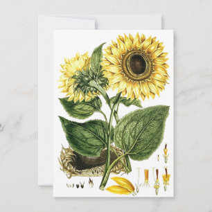 SUNFLOWER BLUME Botanische Leere Party Einladungen