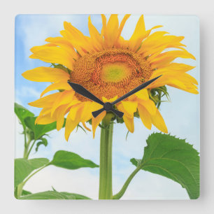 Sunflower, community garden, Moses Lake, WA, USA Quadratische Wanduhr