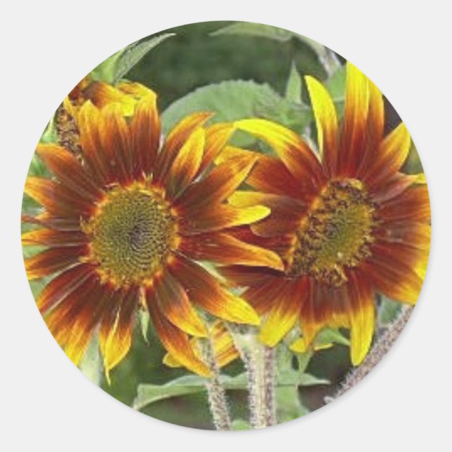 SunFlower Duo Stickers (Vorderseite)